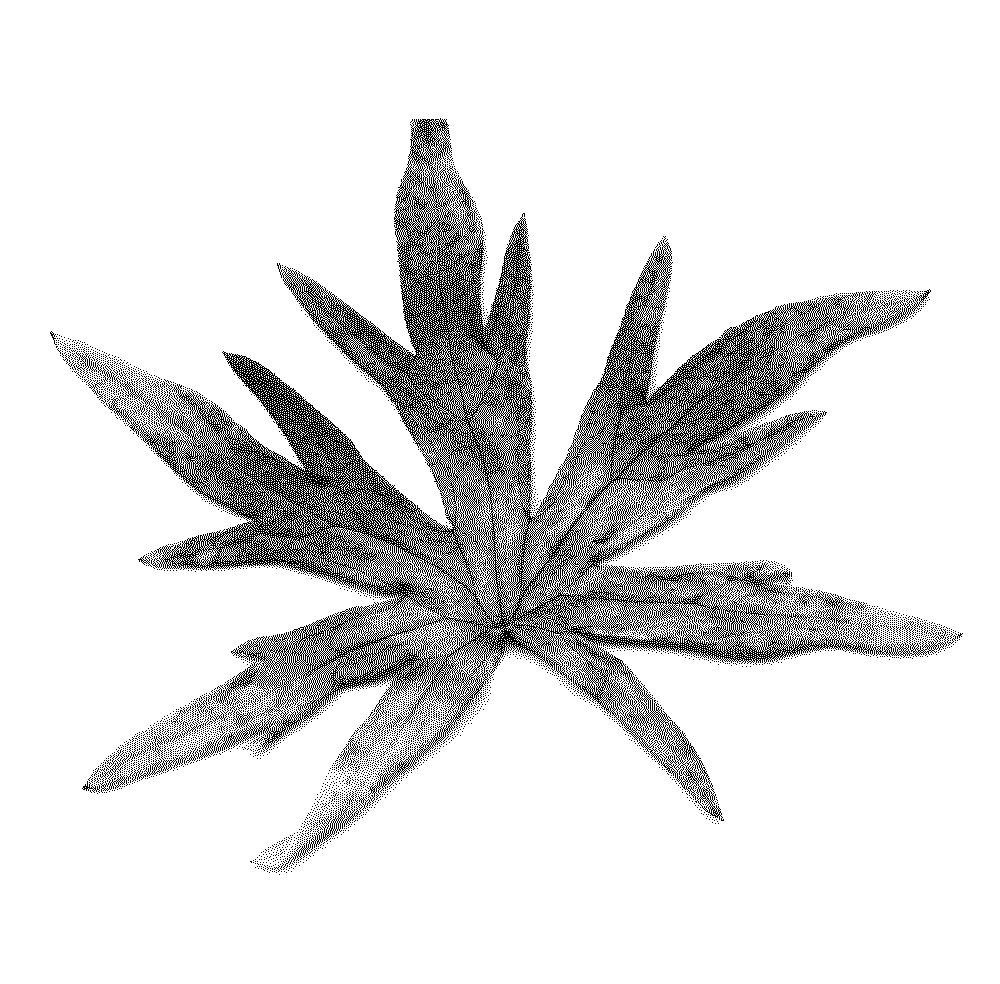 Star leaf